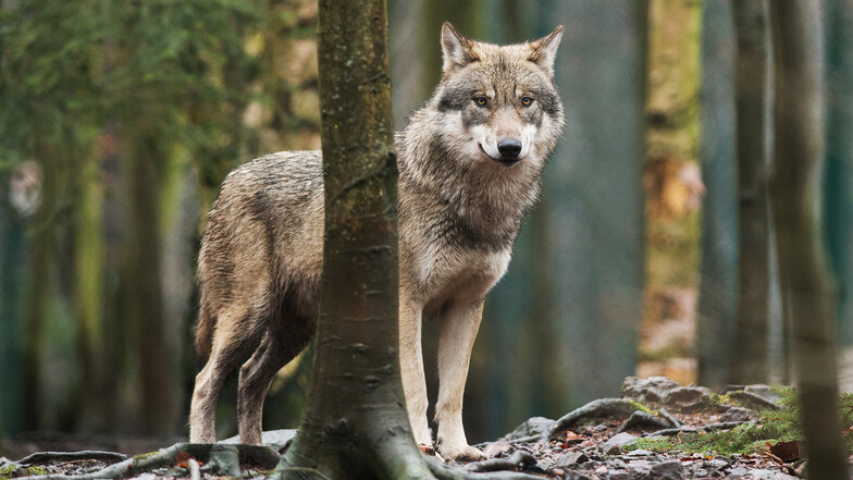 Anders als dieser Wolf in einem Tierpark, sind rund um die Gohrischheide auch frei lebende Tiere unterwegs.