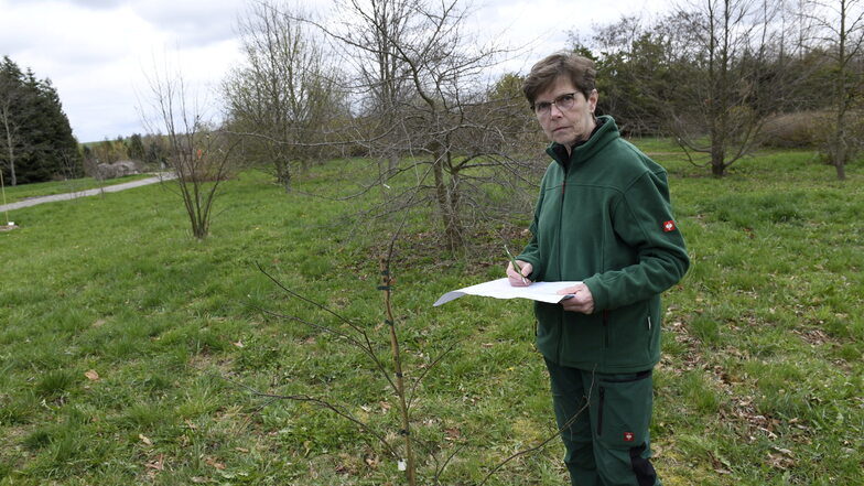 Gärtnerin Heike Gerhardt  im Forstpark Hartha am Ersatzexemplar des Kanadischen Judasbaums, der Ostern gestohlen wurde.
