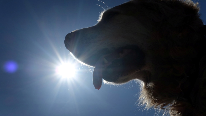Auch Hunde leiden unter der Hitze, erst recht in einem Auto mit fast geschlossenen Scheiben.