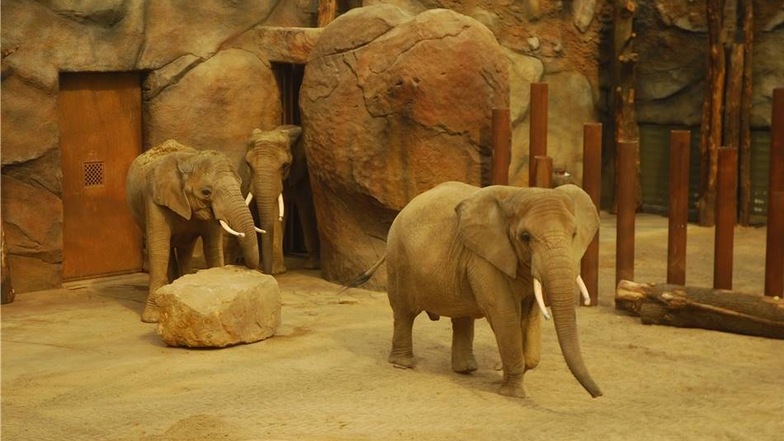 Platz 2: Der Dresdner Zoo hat letztes Jahr rund 851.000 Gäste gezählt.