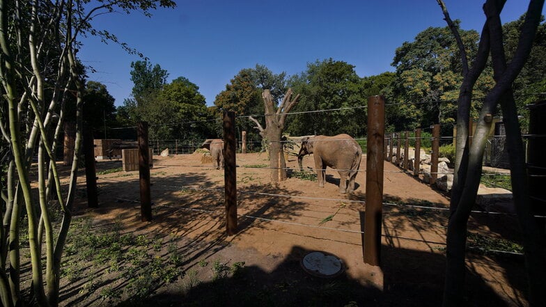Mehr Platz fürs Liebesspiel der Dresdner Zoo-Elefanten