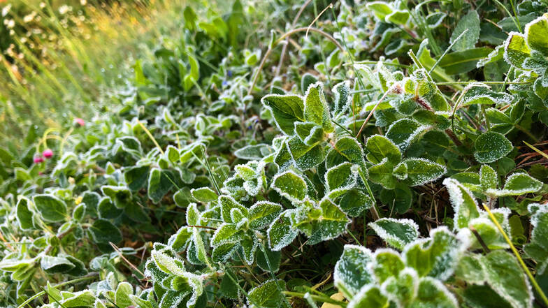Mit Fost überzogen sind diese Pflanzen nach einer kalten Nacht in Bayern.