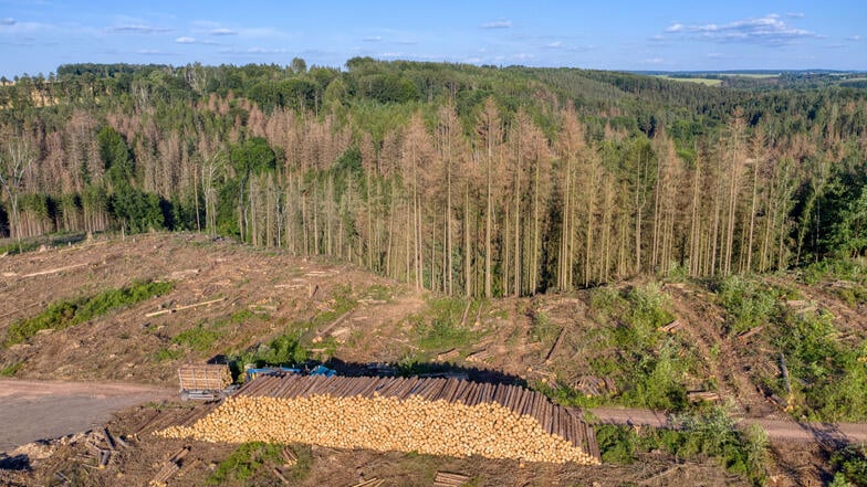 Sind Sachsens Wälder noch zu retten?
