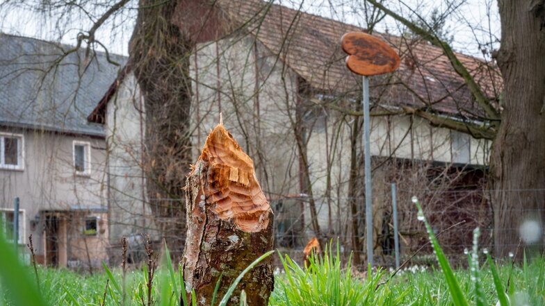 Auf der Baby-Baumwiese in Marbach hat der Biber mehrere Bäume beschädigt.