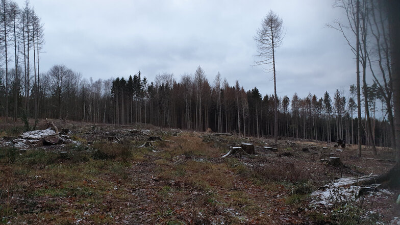 Borkenkäfer haben in den Wäldern der Königshainer Berge schon sehr viel Unheil angerichtet. 