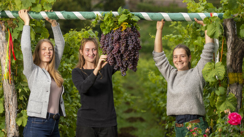 Carolin Netsch, Nele-Louise Alband und Nomi Thormann (v.l.n.r.) haben im Weinberg vom Weingut Aust in Radebeul die Kalebstraube gebunden.