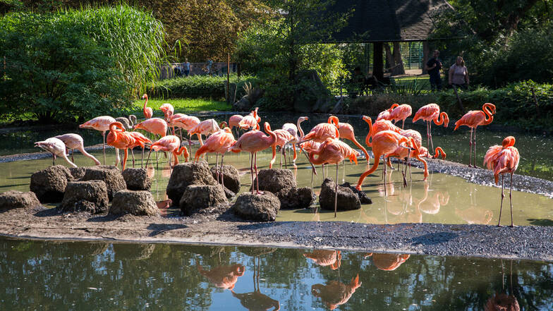 Die Flamingos werden einzeln gefangen und in die neue Anlage gebracht.