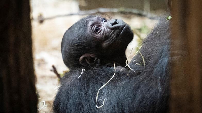 Zuwachs im Zoo: Gorilla-Dame Kijivu hält ihr Neugeborenes in Prag.