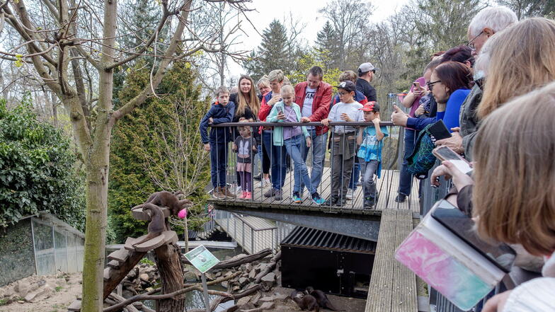 Gut besucht: Im Tierpark Riesa verfolgen die Besucher die Fütterung der Zwergotter.