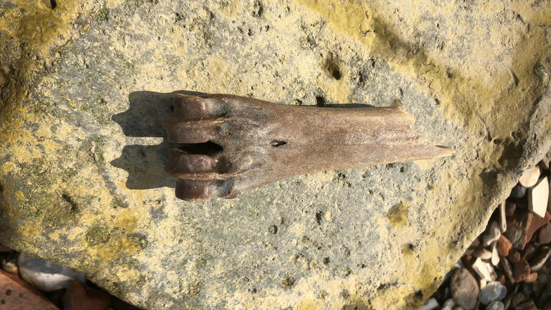 Am Themse-Ufer in London finden Mudlarker oft auch uralte Tierknochen