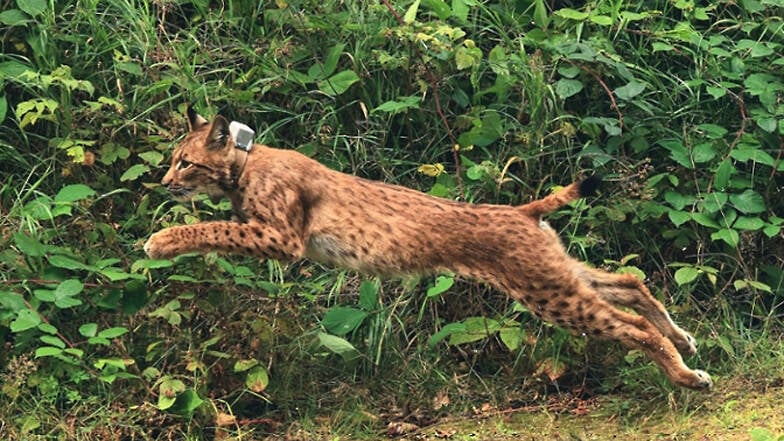 Der mit einem Senderhalsband ausgestattete Luchs sprang aus seiner Transportbox und verschwand sofort im Wald.