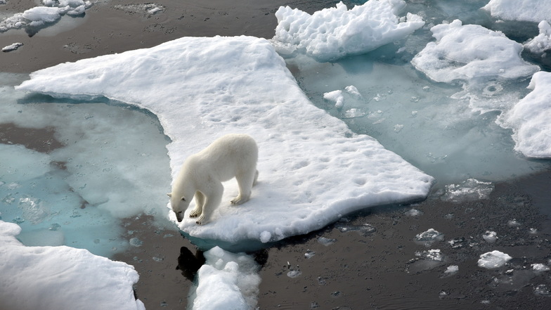 Ein Eisbär steht im Nordpolarmeer auf eine Eisscholle.