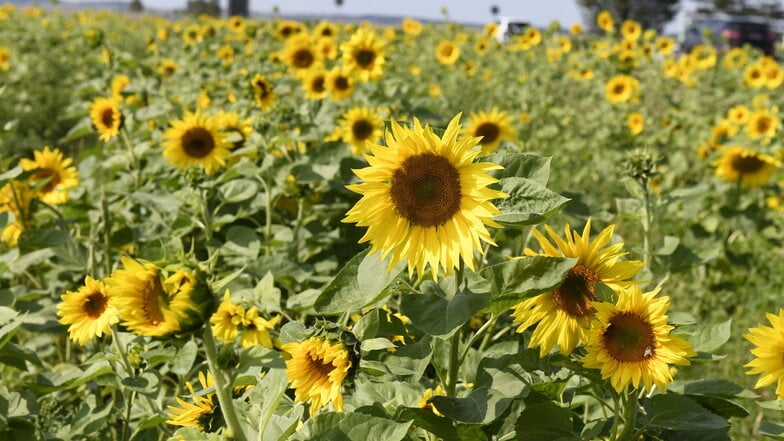 Sonnenblumenpracht in Oberhäslich: Drei Blümenköpfe ergeben bereits einen schönen Strauß.