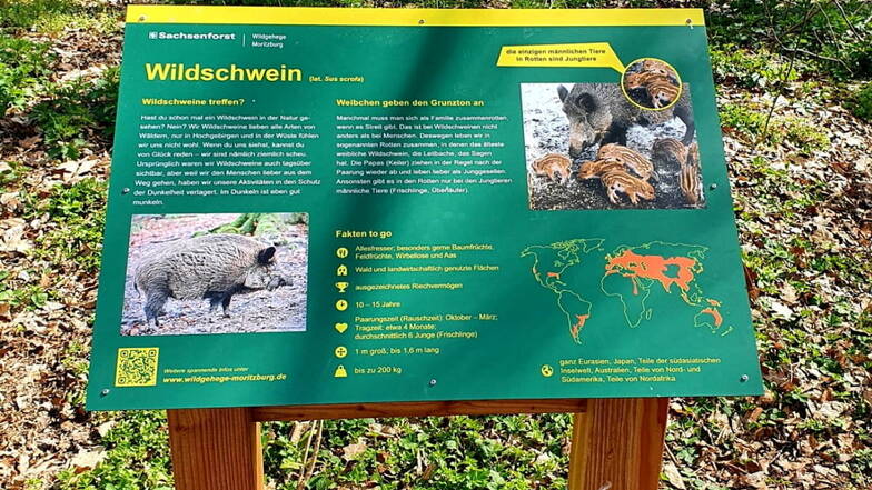 Die neuen Infotafeln, wie hier bei den Wildschweinen, vermitteln im gesamten Wildgehege viele interessante Fakten.