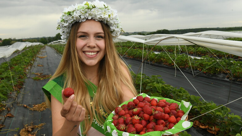 Erdbeersaison in Sachsen offiziell gestartet