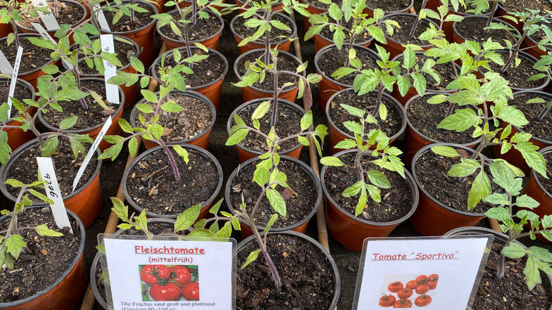 Auch verschiedene Tomaten-Sorten werden hier aufgezogen.