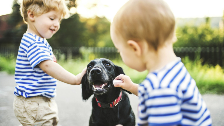 Bei der Therapie gegen eine Hunde-Phobie können Kinder durch Konfrontation ihre Angst Stück für Stück überwinden.