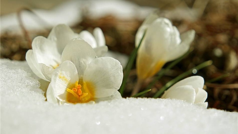 Einen winterlichen Frühlingsgruß hat Ricarda Grützener aus Reichstädt geschickt. Fotogafieren ist eins ihrer liebsten Hobbys, schreibt sie.  Dieses Foto entstand in ihrem Garten im Dippoldiswalder Ortsteil.