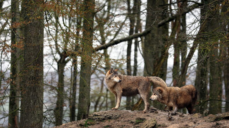 Bauernverbände fordern die Möglichkeit, ganze Wolfsrudel zu töten.