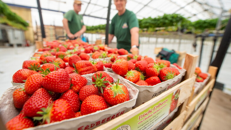 Die Erdbeeren in Nieschütz sind reif und werden frisch an die Abnehmer ausgeliefert. Dass die Früchte so aussehen, hat auch damit zu tun, dass Nützlinge, also nützliche Insekten, in den Gewächshäusern ausgesetzt werden.