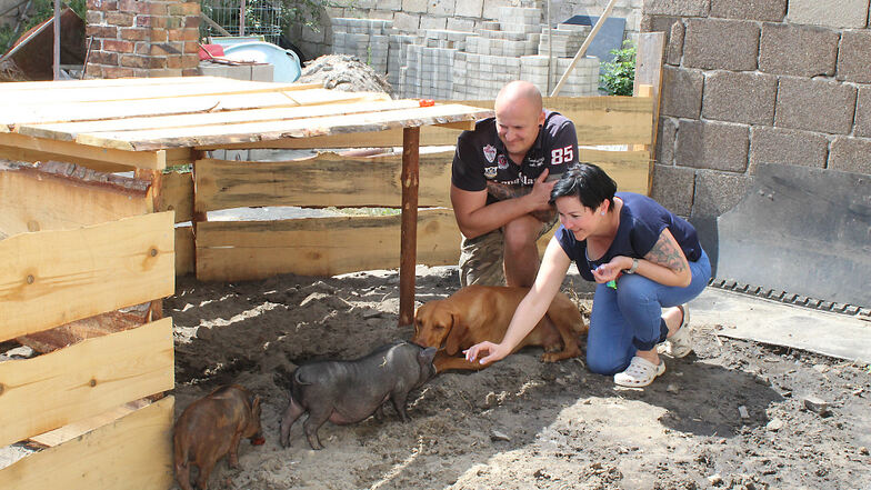 Ernie und Gustav sind der Familie von Tina und Rene Schubert schon sehr ans Herz gewachsen. Selbst Hund Arco sucht den friedlichen Kontakt zu den beiden Minischweinen.