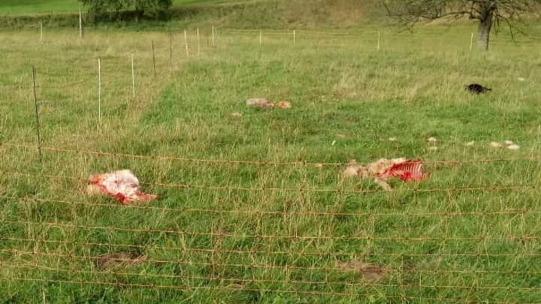 Wolfsangriff: Sechs tote Tiere nahe Dittersbacher Dreiseithof