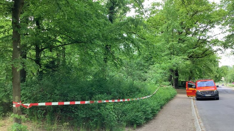 Am Lothringer Weg hat die Polizei einen Bereich abgesperrt, in dem Gespinste des Eichenprozessionsspinners entdeckt wurden.