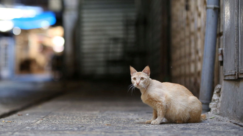 Virus tötet Tausende Katzen auf Zypern - Risiko auch für Deutschland