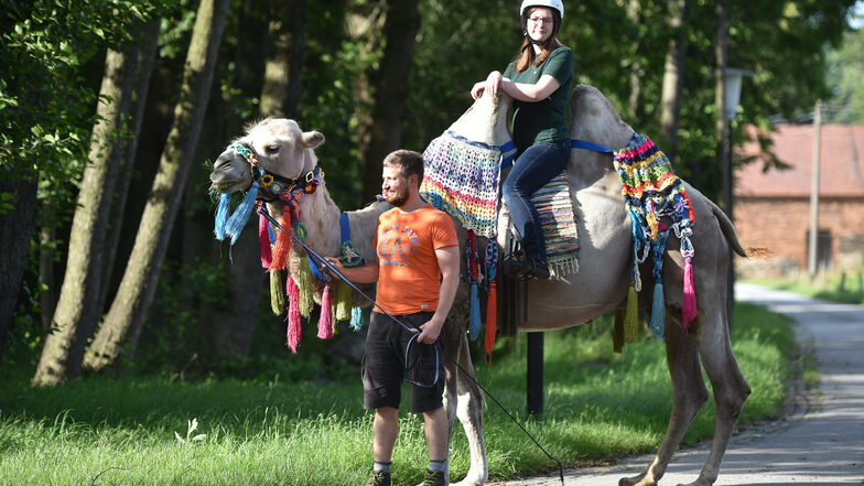 Kamelführer Tobias Kühn und Elisa Duschek als Reiterin sind schon ein geübtes Team. Die junge Frau beginnt bald mit ihrem Freiwilligen Ökologischen Jahr auf dem Lindengut.