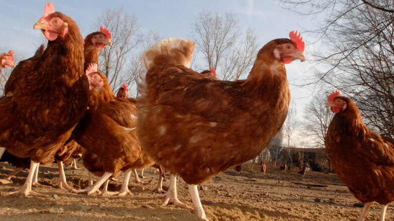 Noch dürfen die Hühner auf dem Großenhainer Geflügelhof das Leben im Freien genießen. Bald ist Schluss damit.