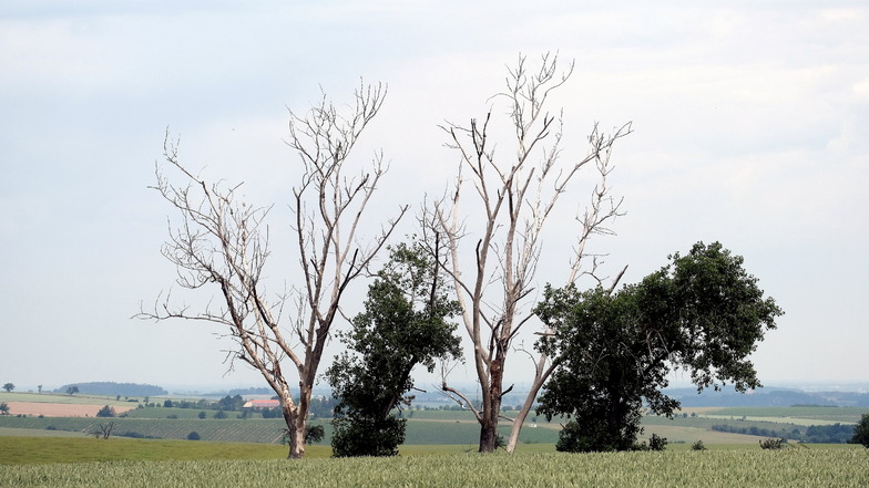 Tote Bäume unweit der B101 am Meißner Ortsausgang. Die Trockenheit wird zunehmend zum Problem für Laubbäume.