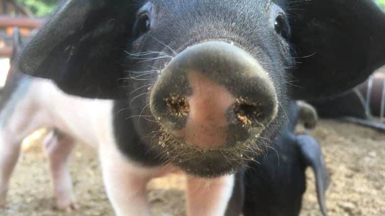 Sattelschweinferkel vor der Aufstallungspflicht aufgrund der Schweinepest