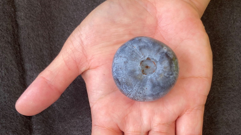 So groß wie ein Tischtennisball: Riesige Heidelbeere entdeckt