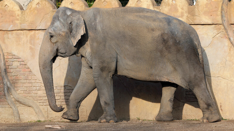 Elefantendame Thura wurde 45 Jahre alt.