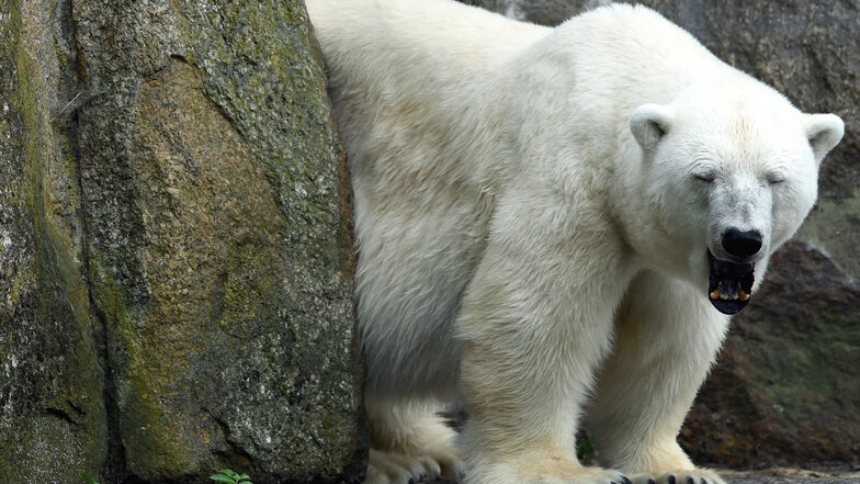 Eisbärin Katjuscha ist im Alter von 37 Jahren im Zoo Berlin gestorben.  /dpa