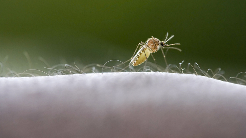 Eine die Malaria übertragende Anopheles-Mücke auf dem Arm eines Menschen in Tansania.