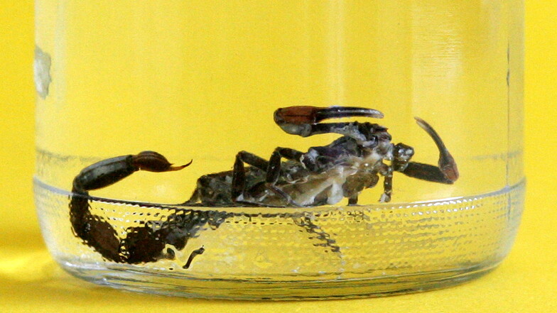 Ein in einem Einkaufsmarkt gefundener Skorpion wird nun in einem Tierheim versorgt.