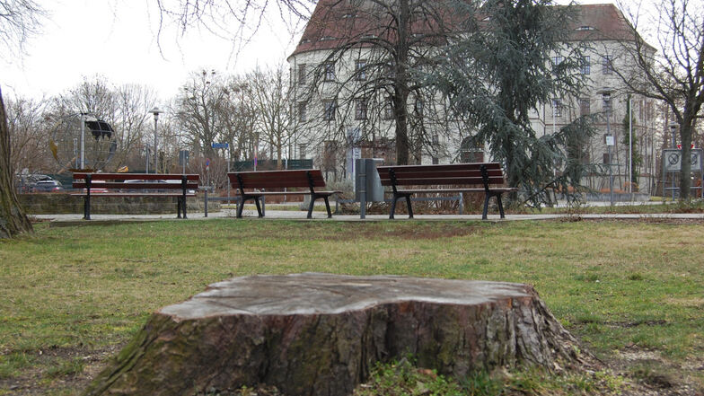Im Park am Bürgerzentrum musste eine Kastanie gefällt werden. Eine Idee lautet, als Ersatz einen bereits großen Baum zu pflanzen.