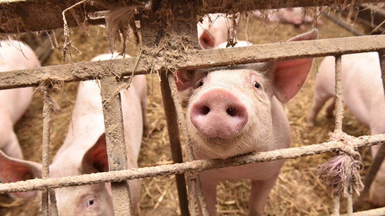Die Schweine auf Eberts Hof in Höckendorf werden zwischen neun und zehn Monate alt.