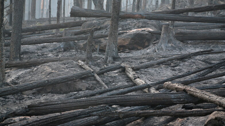 Nach dem Waldbrand: Nationalpark in der Kritik