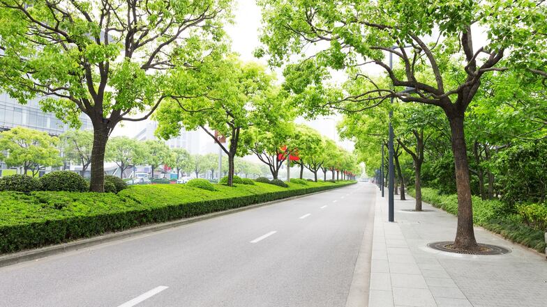 Bäume haben bei Grünprojekten in Städten die zentrale Bedeutung.