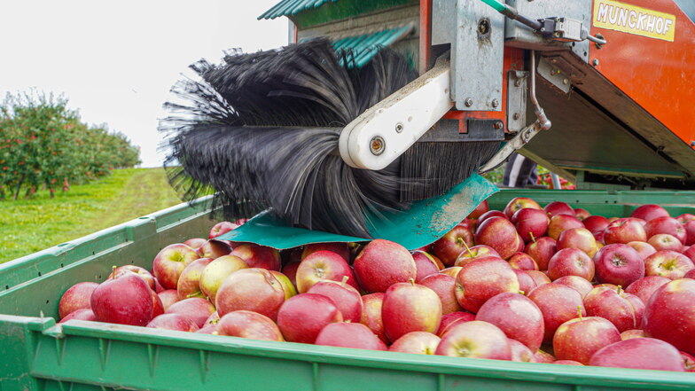 Apfelernte im Obstbaubetrieb Wahode in Cannewitz: Im vorigen Jahr fielen die Erträge in Sachsen unterdurchschnittlich aus.