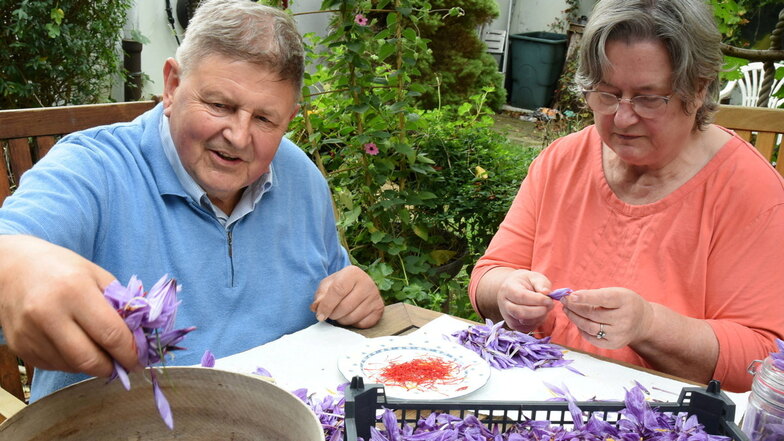 Harald Alex (l) und seine Frau Gudrun zupfen rote Gewürzfäden aus den ersten geernteten Safran-Krokussen (Crocus sativus) auf ihrem Gartentisch in Nordsachsen.