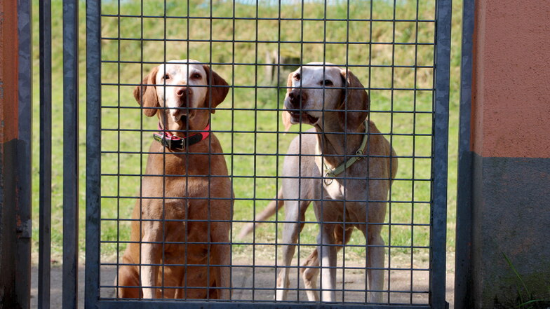 "Komplett unsozialisiert": Probleme mit Corona-Hunden