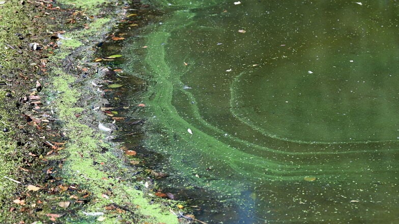 Symbolbild: Blaualgen verursachen solche Schlieren in einem See. Hier sollte Baden vermieden werden.