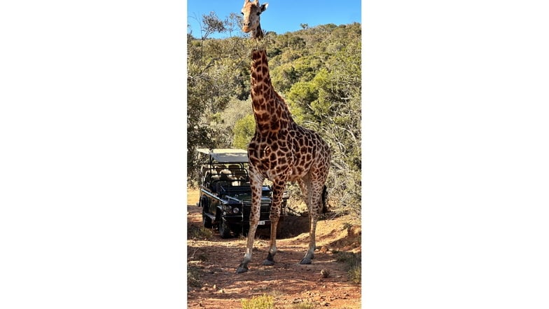 Spazieren gehen mit Giraffe im privaten Wildpark.
