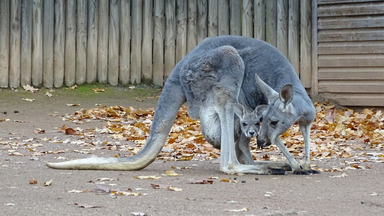 Riesenkänguru-Nachwuchs im Zoo Dresden