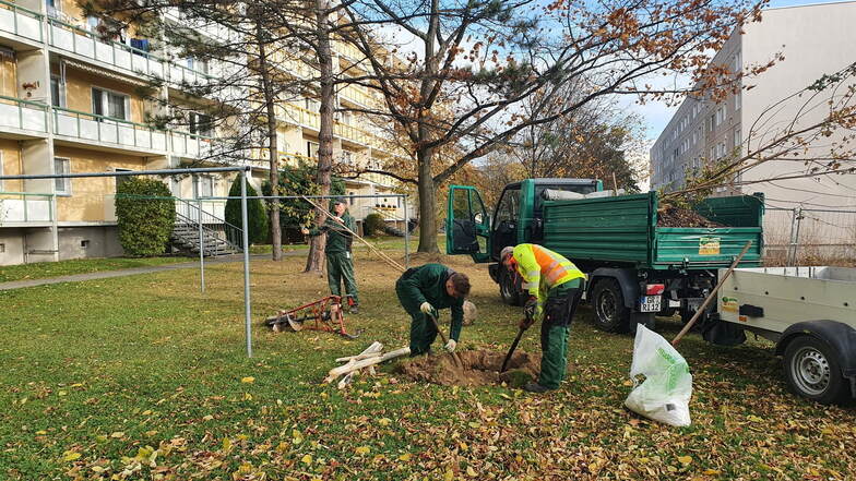 Der Großvermieter TAG Wohnen hat im Herbst bei der Aktion 950 Bäume zum Stadtjubiläum von Görlitz sieben Feldahorn-Bäume am Ostring in Königshufen gesetzt.