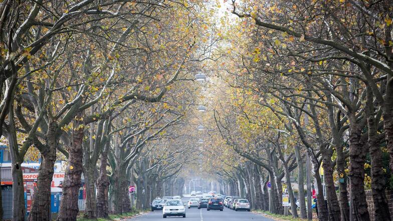Die Grünen wollen Straßenbäume erhalten.