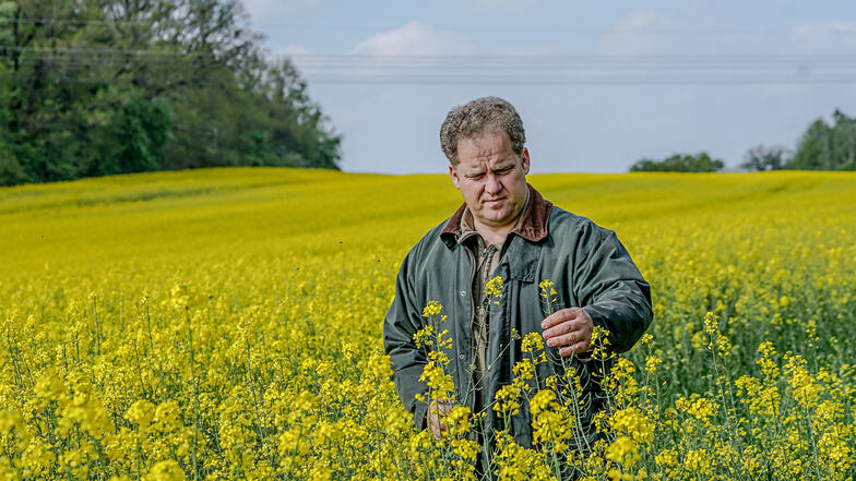 Geschäftsführer Stefan Triebs prüft den Raps auf einem Feld der Saritscher Agrar GmbH. Die Regenfälle der vergangenen Tag haben den Pflanzen beim Wachstum geholfen. Die Böden sind allerdings noch nicht tiefgründig feucht.